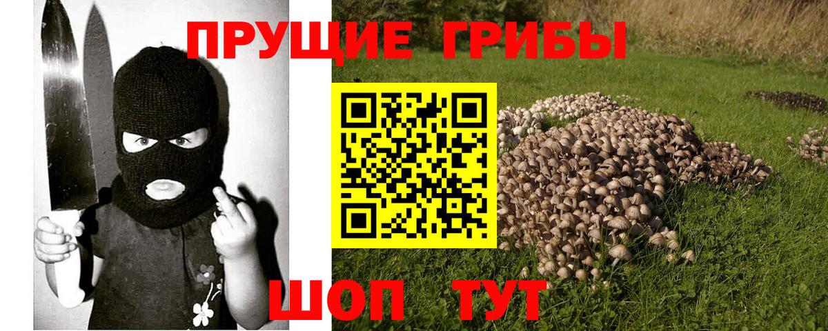 Псилоцибиновые грибы Psilocybe  Вход с VPN  Чебаркуль 